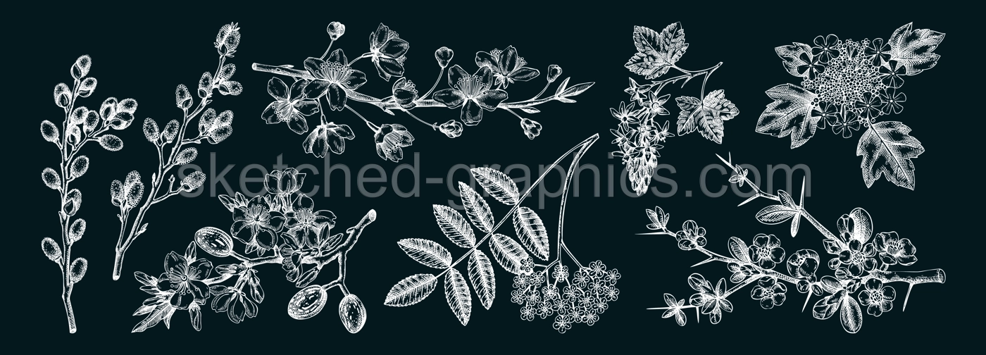 Flowering branches vintage collection. Cherry, almond, willow, rowan, currant, japanese quince, guelder rose in flowers sketches. Botanical vector illustrations of spring trees on chalkboard Illustration